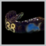 TWG - The WrightGUARD™ Mouth Guard