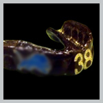 TWG Guard - Custom Mouthguard